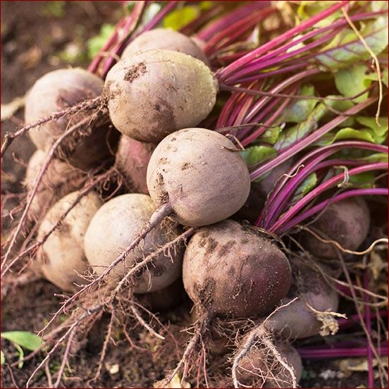 Kiedy zbierać buraki? Sekrety idealnego zbioru i słodkiego sukcesu! () Kiedy zbierać buraki? Sekrety idealnego zbioru i słodkiego sukcesu!