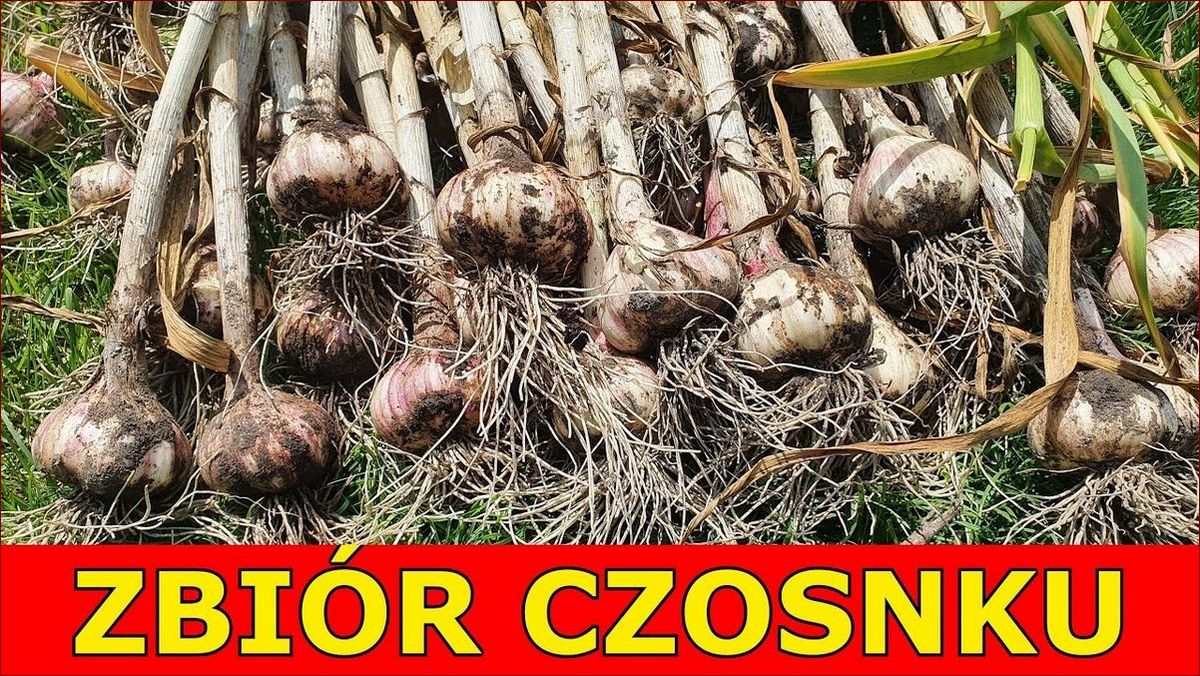 Kiedy zbierać czosnek? Poznaj oznaki dojrzałości i unikaj błędów