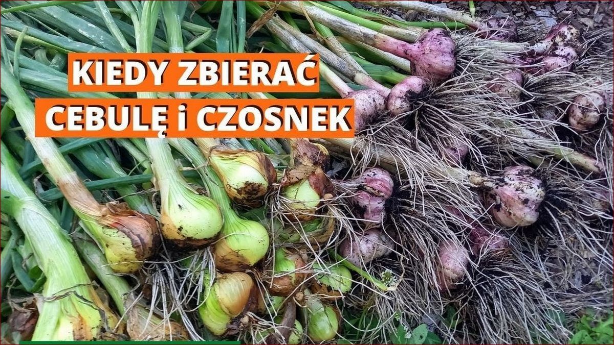 Kiedy zbierać czosnek? Poznaj oznaki dojrzałości i unikaj błędów