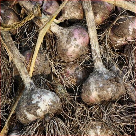 Kiedy zbieramy czosnek wiosenny? Kompleksowy przewodnik dla ogrodników