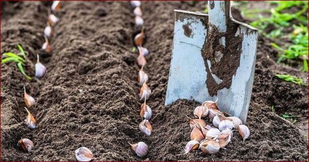 Kiedy zbieramy czosnek wiosenny? Kompleksowy przewodnik dla ogrodników