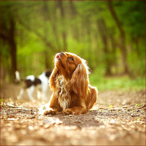King Charles Spaniel - Urzekający towarzysz rodem z królewskiego dworu