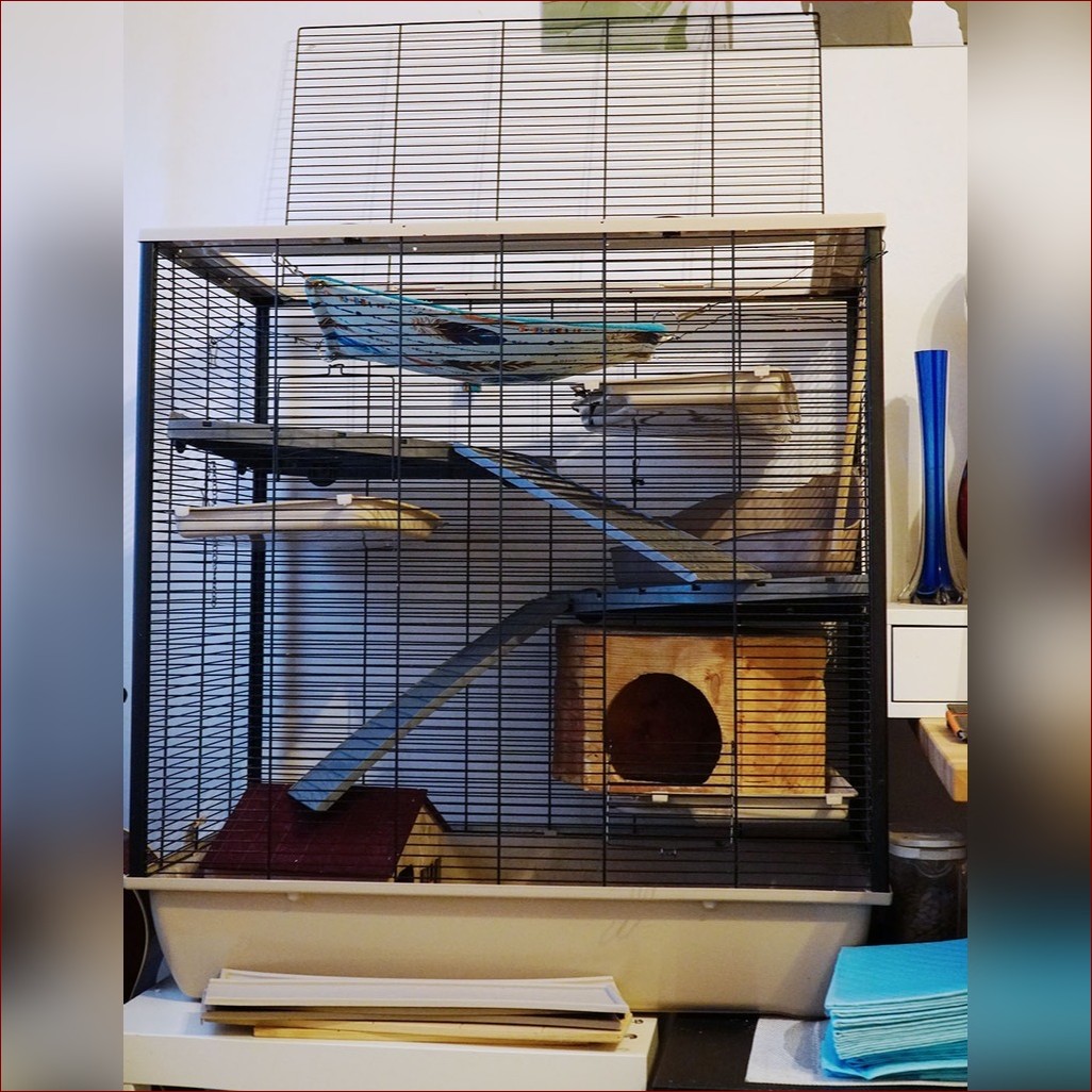 Klatka dla szczura - Idealne rozwiązanie dla aktywnego gryzonia