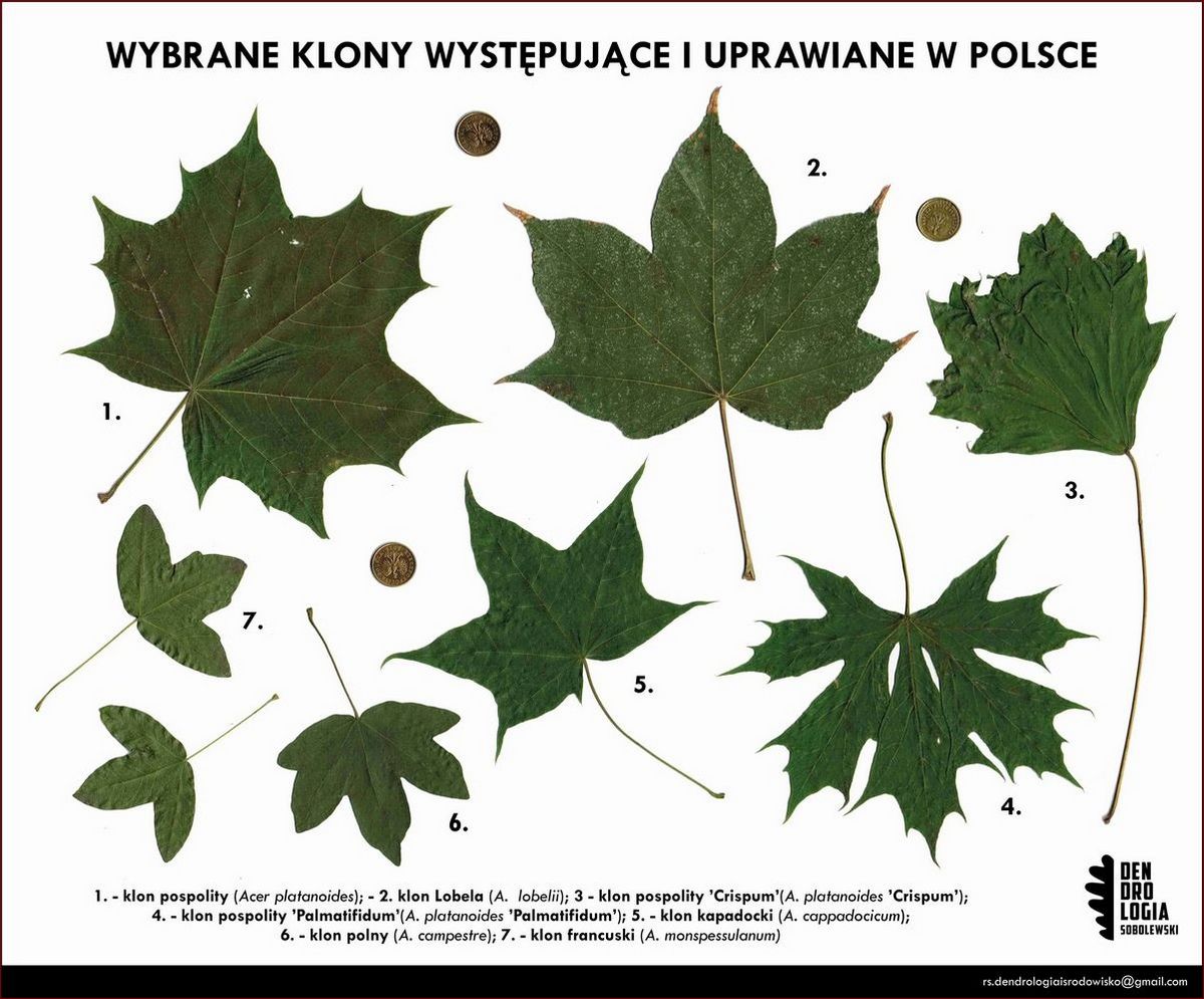 Klon usychają liście? Poznaj przyczyny i skuteczne sposoby zapobiegania!