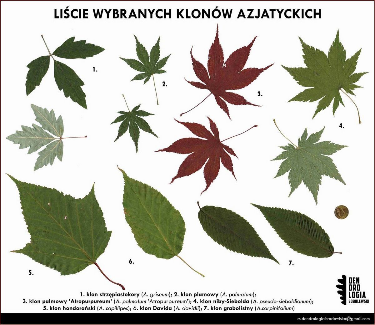 Klon usychają liście? Poznaj przyczyny i skuteczne sposoby zapobiegania!