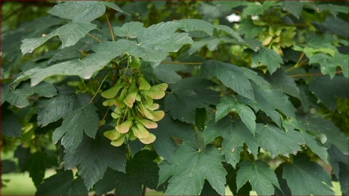 Klon zwyczajny - opis: majestatyczny okaz z bogatą historią i wieloma zastosowaniami