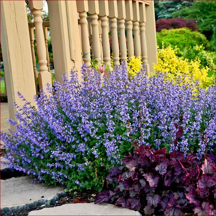 Kocimiętka kiedy kwitnie? Odkryj sekrety obfitego kwitnienia tej pachnącej rośliny! () Kocimiętka kiedy kwitnie? Odkryj sekrety obfitego kwitnienia tej pachnącej rośliny!