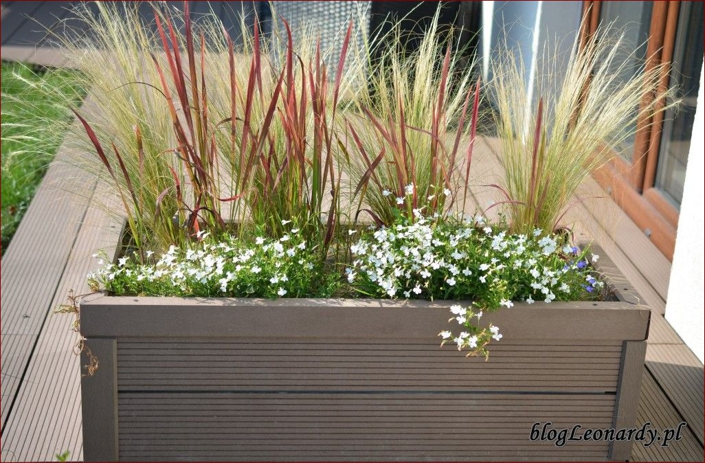 Kompozycje w donicach przed domem: Magia natury na Twoim progu