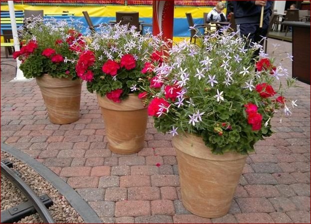 Kompozycje w donicach przed domem: Magia natury na Twoim progu