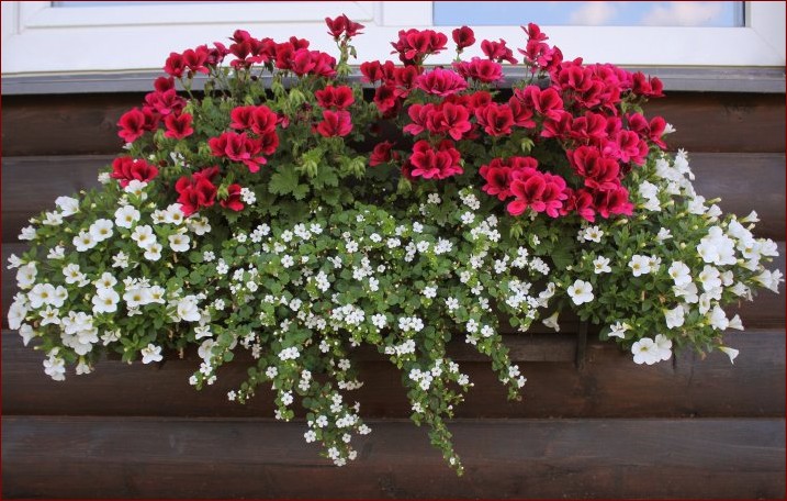 Kompozycje z pelargonii w donicach - Stworzyć kolorowe oazy na balkonie i tarasie