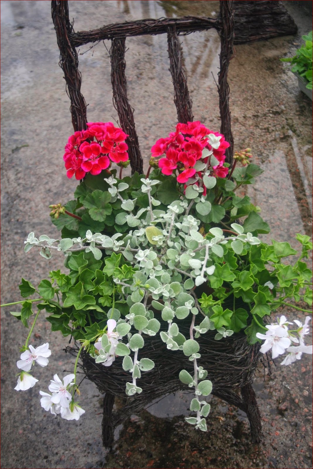 Kompozycje z pelargonii w donicach - Stworzyć kolorowe oazy na balkonie i tarasie