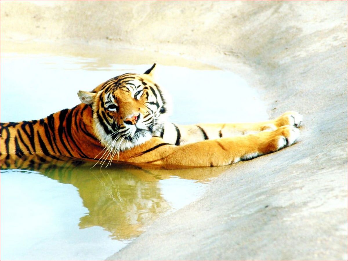 Kot bengalski – dzika uroda i energia w twoim domu