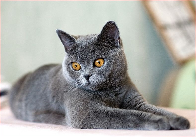 Kot brytyjski długowłosy – pluszowy książę wśród rasowych pupili