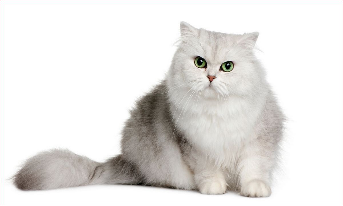 Kot brytyjski długowłosy – pluszowy książę wśród rasowych pupili