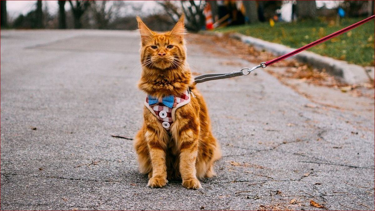 Kot Maine Coon - Majestatyczny Olbrzym Wśród Domowych Pupili