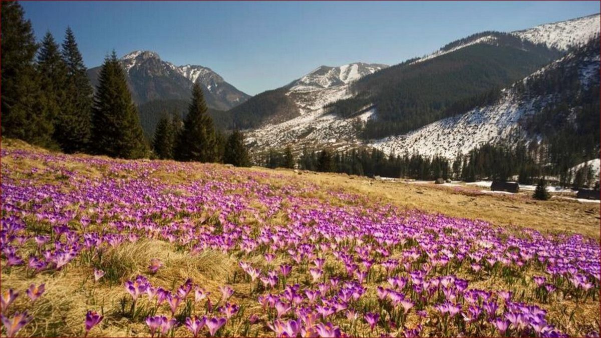 Krokusy kiedy kwitną? Poznaj terminy rozkwitu i pielęgnacji tych wiosennych cudów! () Krokusy kiedy kwitną? Poznaj terminy rozkwitu i pielęgnacji tych wiosennych cudów!