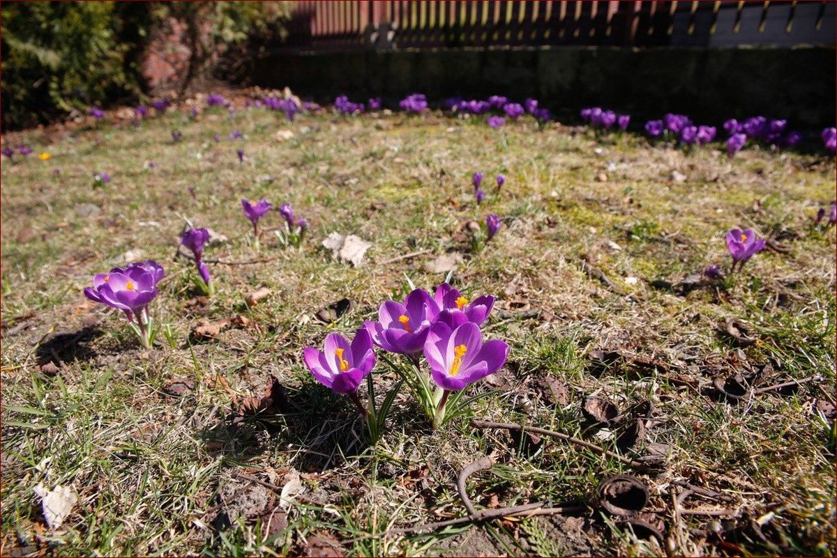 Krokusy kiedy kwitną? Poznaj terminy rozkwitu i pielęgnacji tych wiosennych cudów! () Krokusy kiedy kwitną? Poznaj terminy rozkwitu i pielęgnacji tych wiosennych cudów!