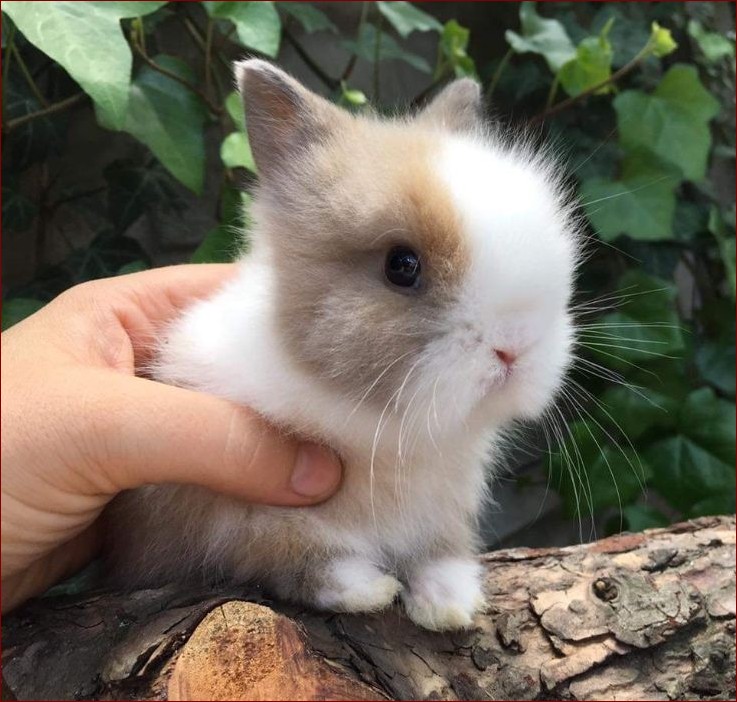 Królik mini lop ile żyje? Poznaj długość życia tych uroczych zwierzaków!