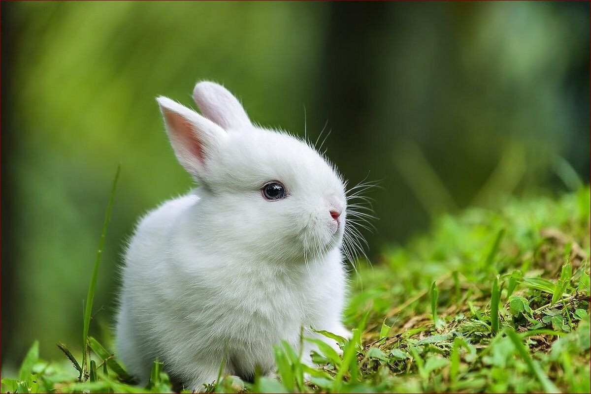 Królik mini lop ile żyje? Poznaj długość życia tych uroczych zwierzaków!