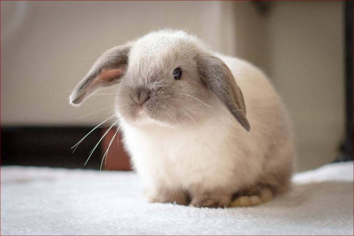 Królik mini lop ile żyje? Poznaj długość życia tych uroczych zwierzaków!
