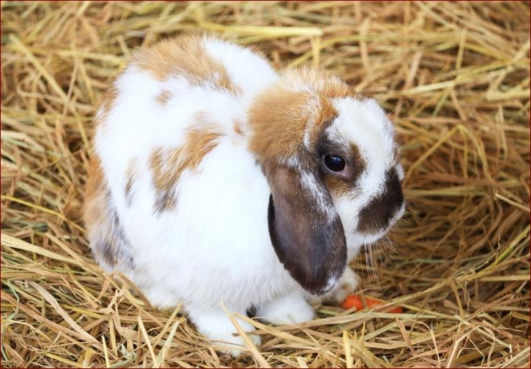 Królik mini lop ile żyje? Poznaj długość życia tych uroczych zwierzaków!