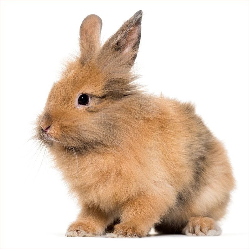 Królik mini lop ile żyje? Poznaj długość życia tych uroczych zwierzaków!