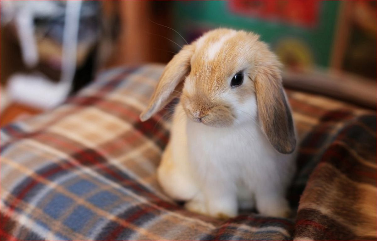 Królik w domu: Twój mały mistrz szczęścia - 7 kroków do idealnej więzi