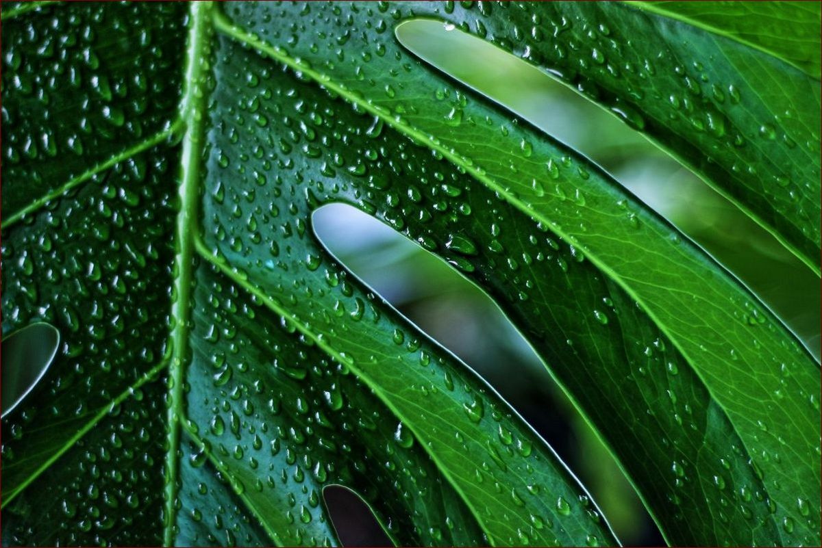 Krople na liściach monstery? Poznaj przyczyny i skuteczne rozwiązania