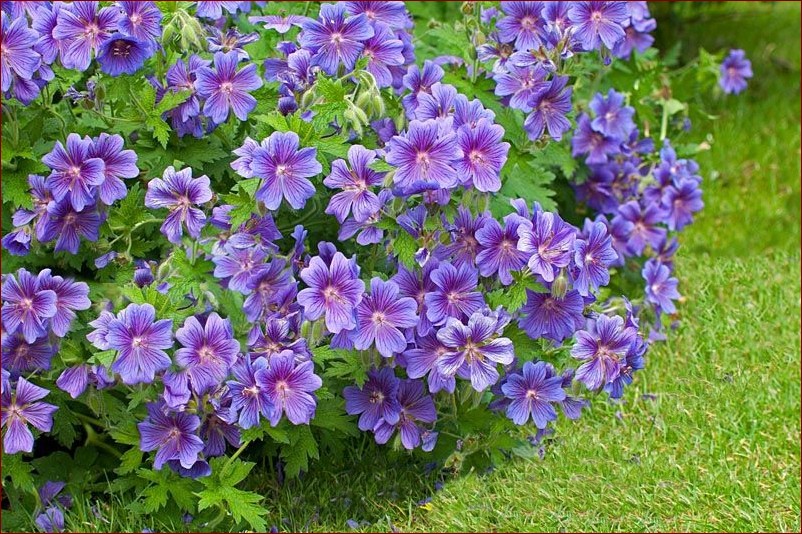 Krzew kwitnący na fioletowo - Fioletowe cuda dla ogrodu pełnego uroku () Krzew kwitnący na fioletowo - Fioletowe cuda dla ogrodu pełnego uroku