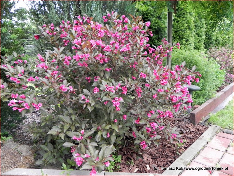 Krzew kwitnący na fioletowo - Fioletowe cuda dla ogrodu pełnego uroku () Krzew kwitnący na fioletowo - Fioletowe cuda dla ogrodu pełnego uroku