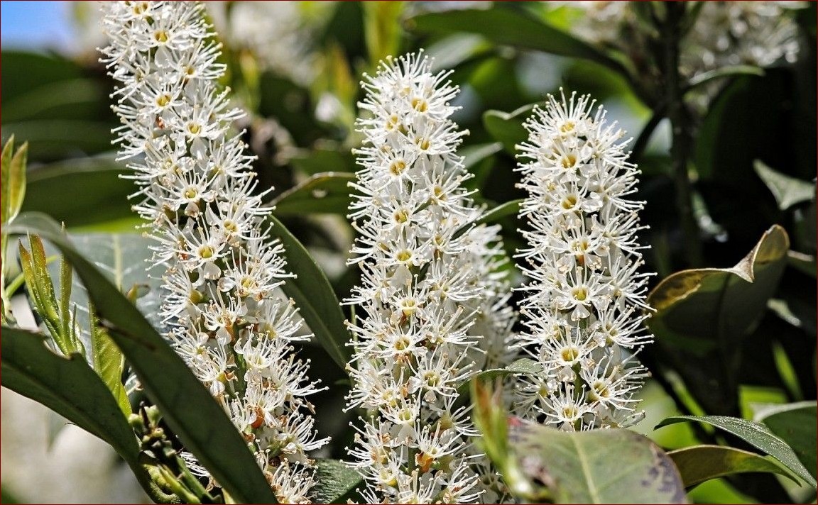 Krzew kwitnący na fioletowo - Fioletowe cuda dla ogrodu pełnego uroku () Krzew kwitnący na fioletowo - Fioletowe cuda dla ogrodu pełnego uroku