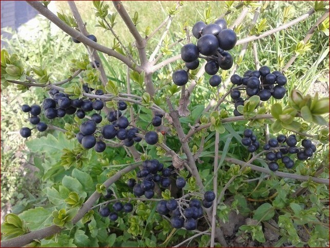 Krzew z czarnymi owocami - Odżywczy skarb natury na działce i w kuchni