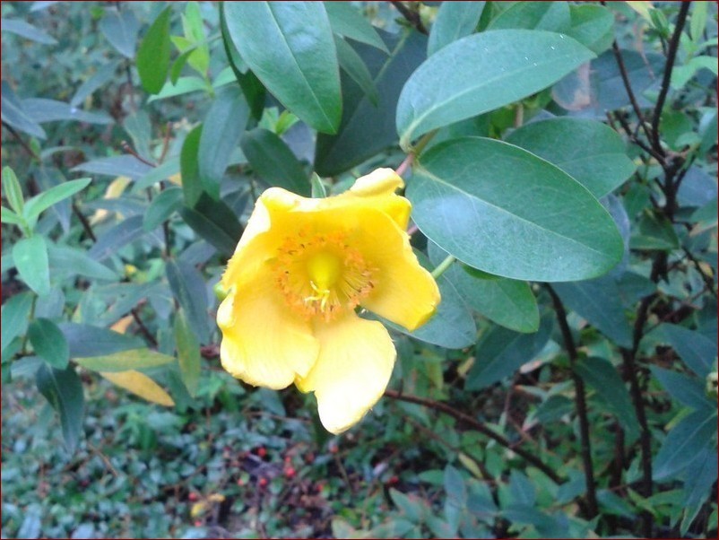 Krzew z żółtymi kwiatami - Wiosenny Strzał Kolorów dla Twojego Ogrodu