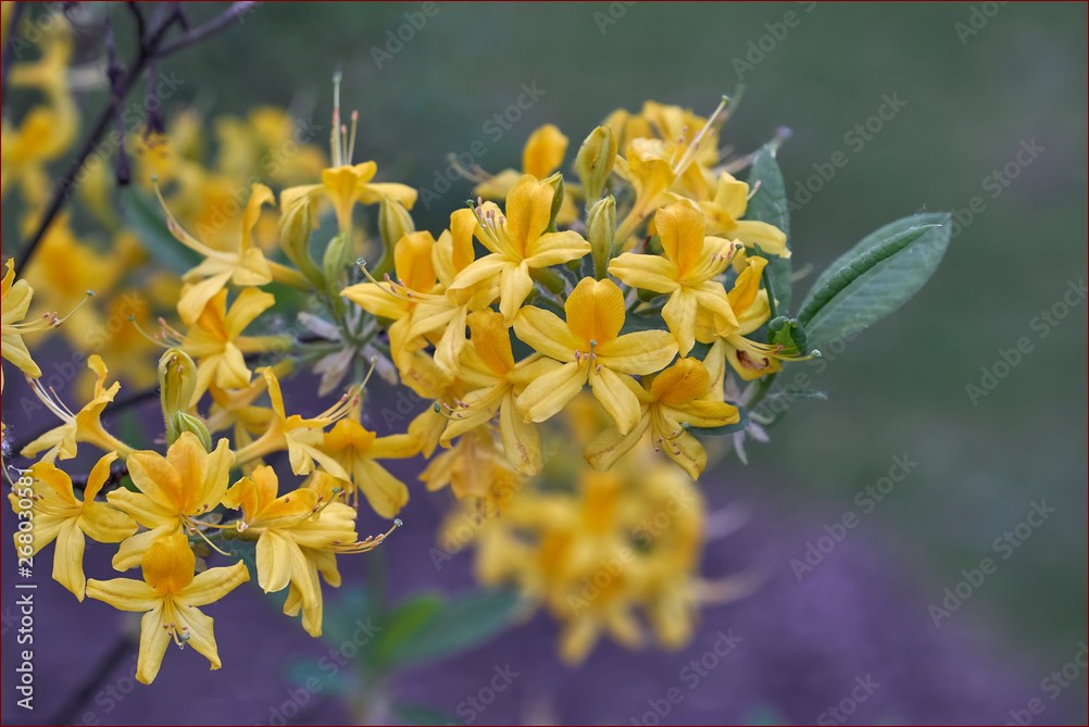 Krzew z żółtymi kwiatami - Wiosenny Strzał Kolorów dla Twojego Ogrodu