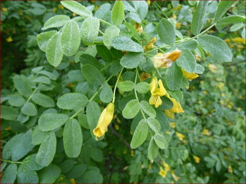 Krzew z żółtymi kwiatami - Wiosenny Strzał Kolorów dla Twojego Ogrodu