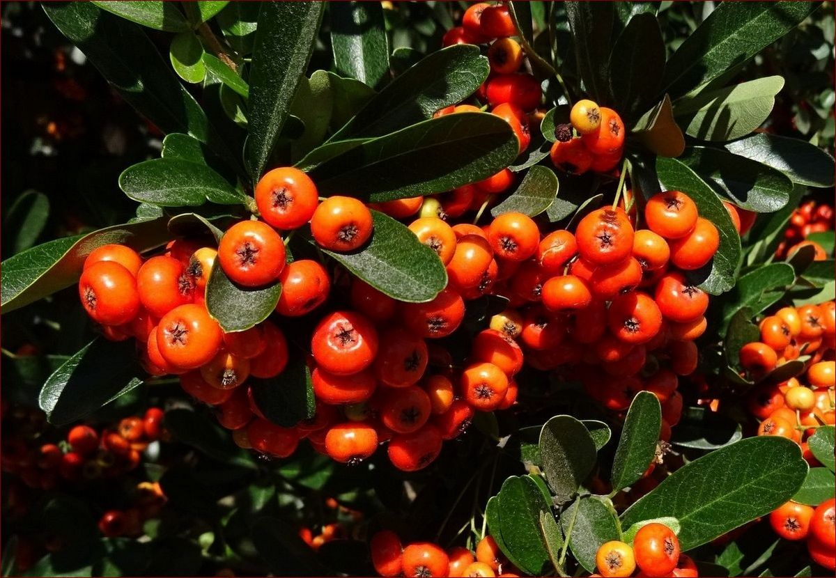 Krzew z pomarańczowymi kulkami - naturalna ozdoba, która oczaruje Twój ogród!