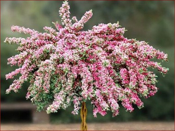 Krzewuszka na pniu - niezwykły sposób na ozdobienie ogrodu z wdziękiem