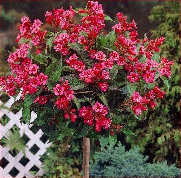 Krzewuszka na pniu - niezwykły sposób na ozdobienie ogrodu z wdziękiem