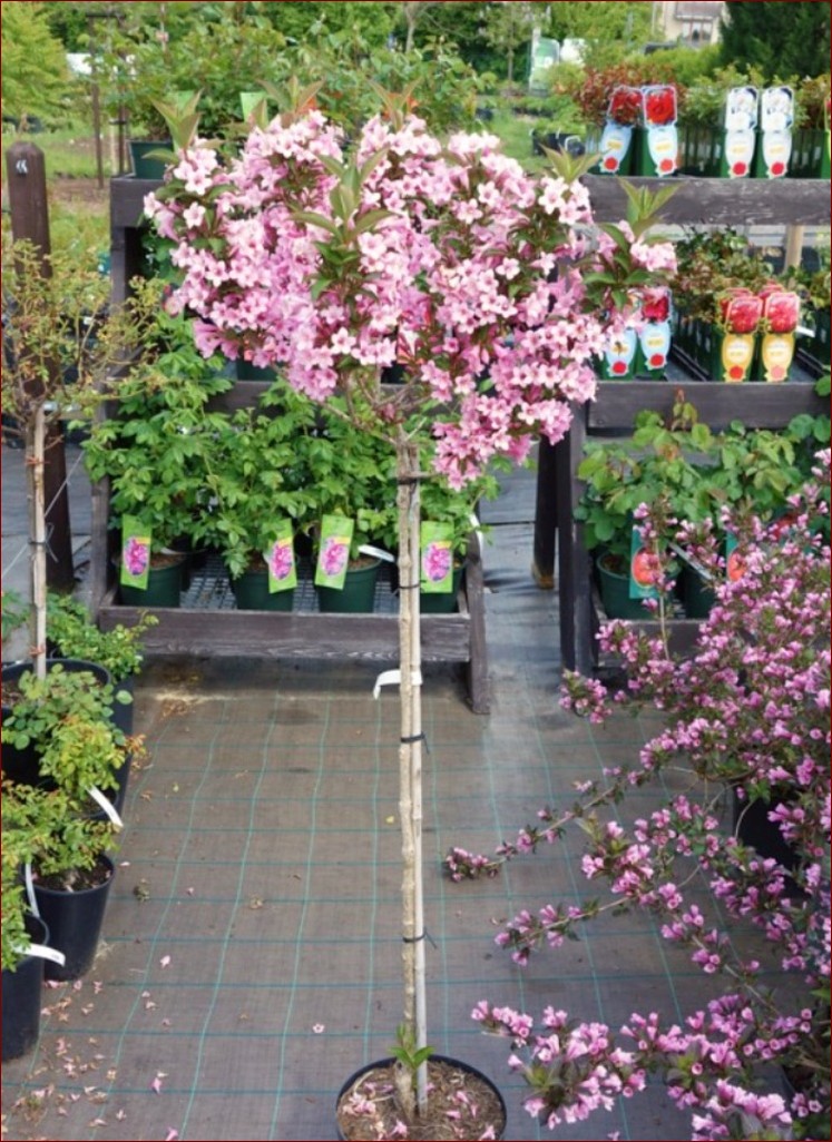 Krzewuszka na pniu - niezwykły sposób na ozdobienie ogrodu z wdziękiem