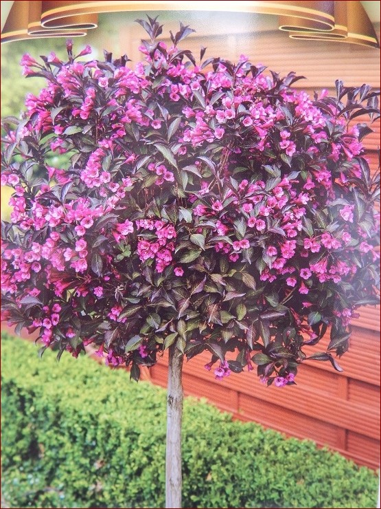 Krzewuszka na pniu - niezwykły sposób na ozdobienie ogrodu z wdziękiem