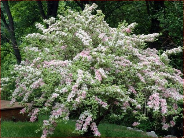 Krzewuszka na pniu - niezwykły sposób na ozdobienie ogrodu z wdziękiem