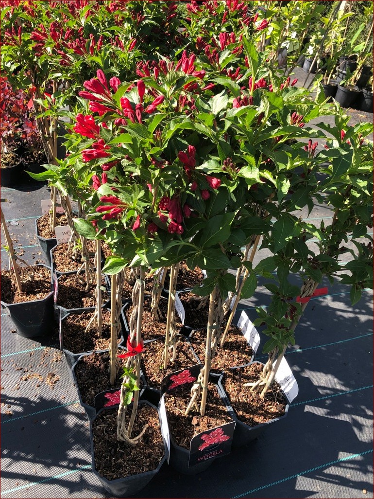 Krzewuszka na pniu - niezwykły sposób na ozdobienie ogrodu z wdziękiem