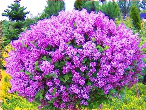 Krzewy kwitnące na niebiesko: Odkryj niebieski sekret pięknego ogrodu