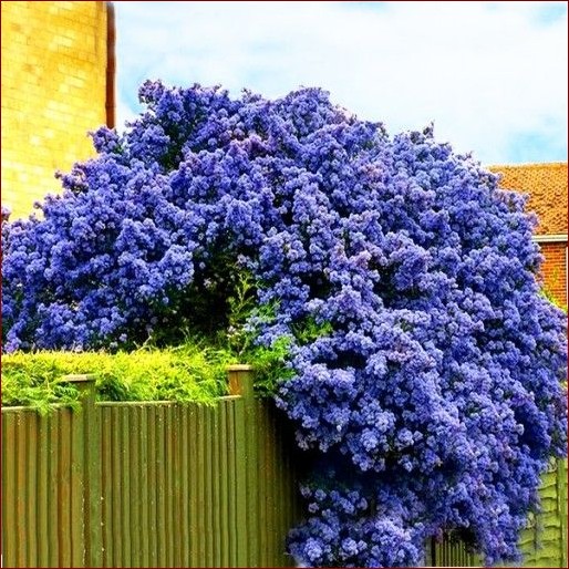 Krzewy kwitnące na niebiesko: Odkryj niebieski sekret pięknego ogrodu