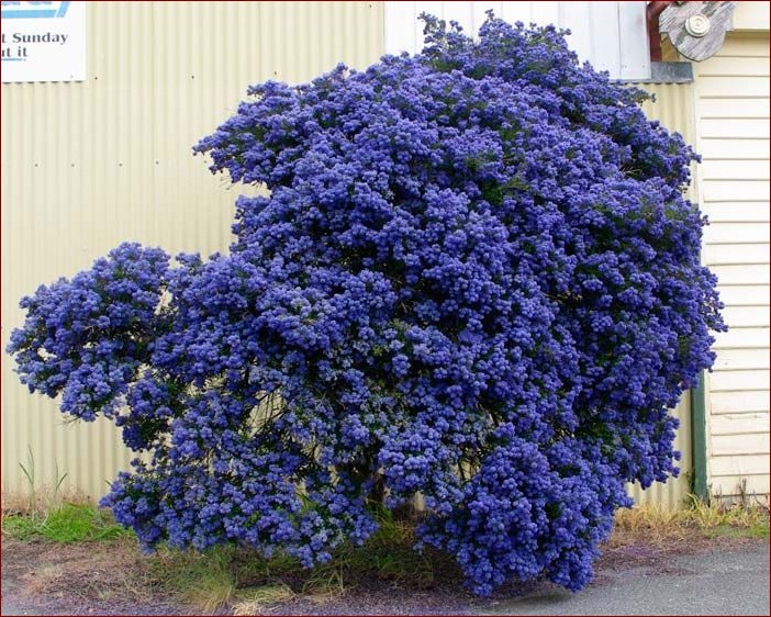 Krzewy kwitnące na niebiesko: Odkryj niebieski sekret pięknego ogrodu