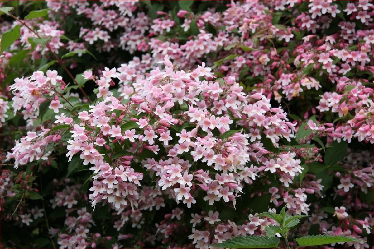 Krzewy kwitnące wieloletnie - stwórz piękny ogród na lata