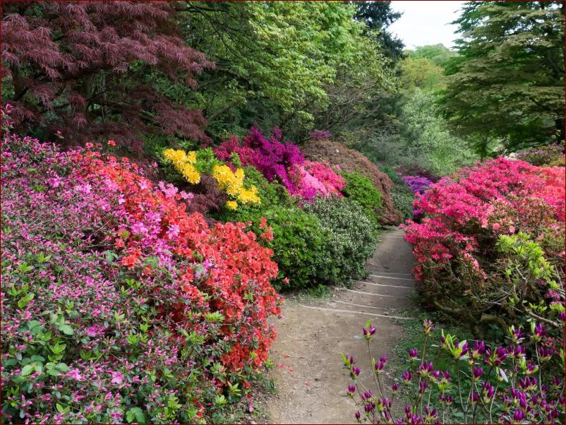 Krzewy kwitnące wieloletnie - stwórz piękny ogród na lata