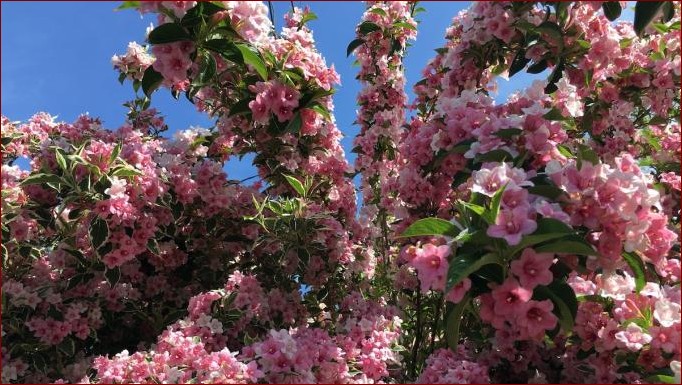 Krzewy kwitnące wieloletnie - stwórz piękny ogród na lata