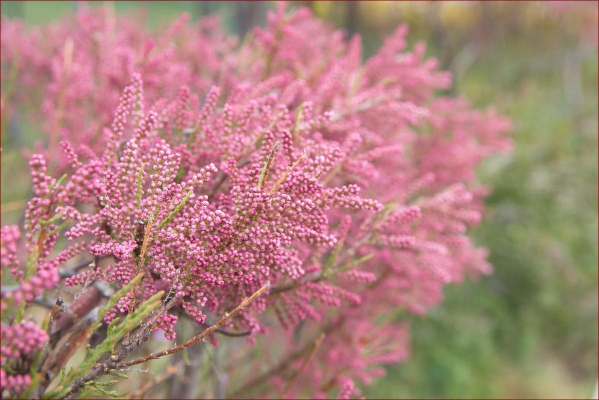 Krzewy kwitnące wieloletnie - stwórz piękny ogród na lata