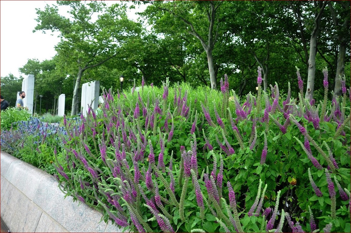 Krzewy kwitnące wieloletnie - stwórz piękny ogród na lata